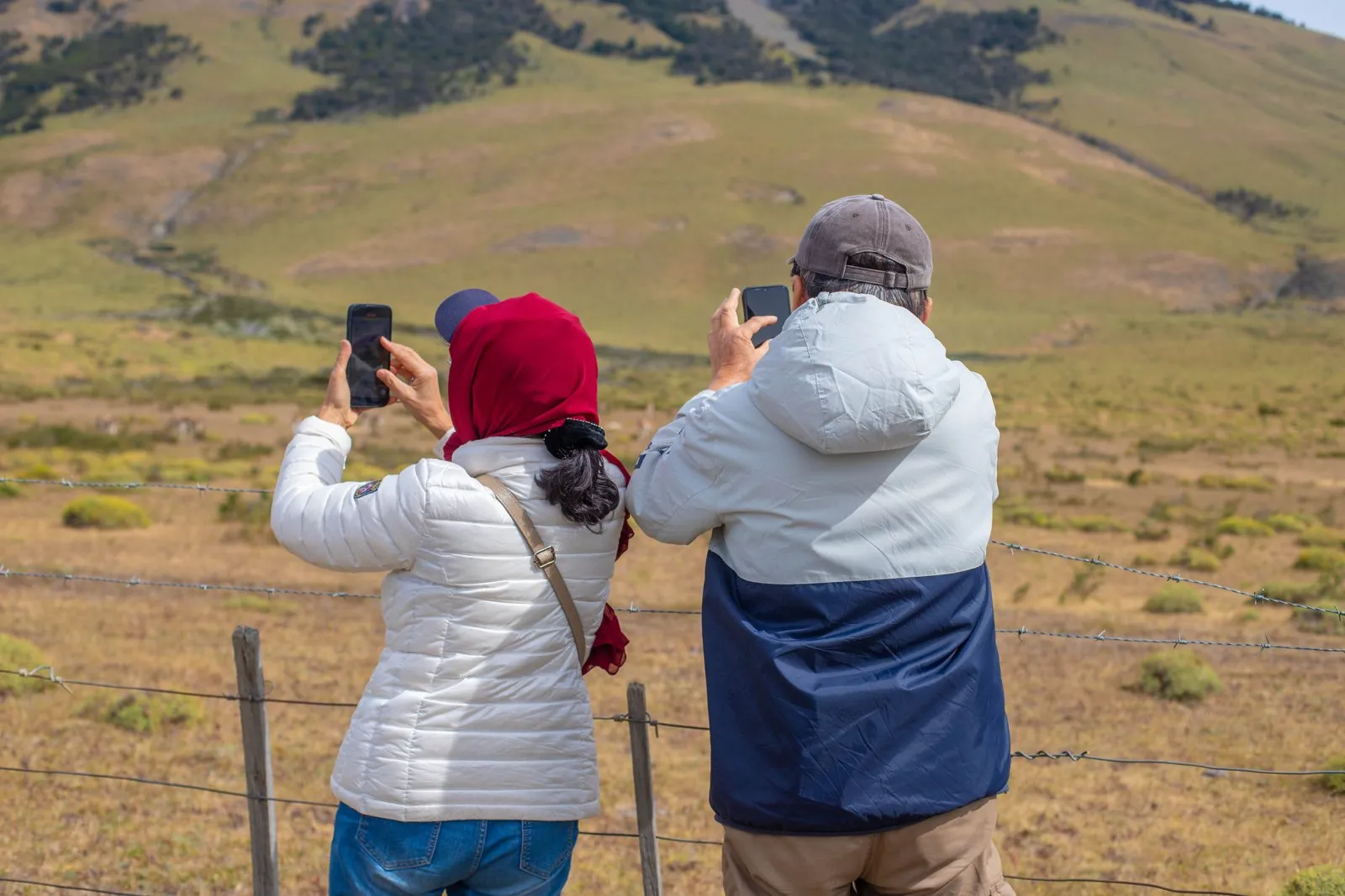 Travelers photographing guanacos on the steppe in Torres del Paine