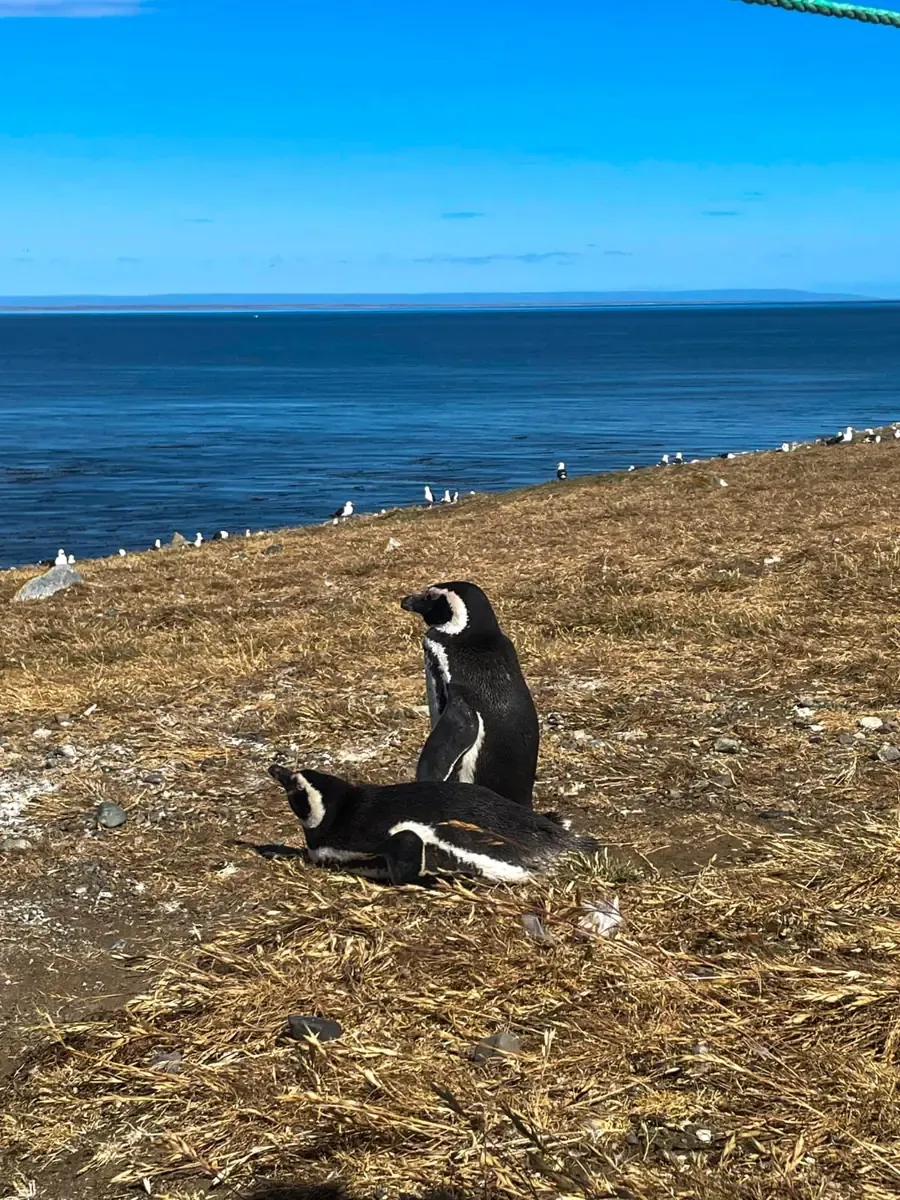 Two Magellanic penguins on the coastal grassland of Magdalena Island, overlooking the strait