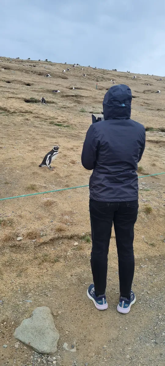 Visitor wearing a hooded jacket photographing a Magellanic penguin from the trail on Magdalena Island