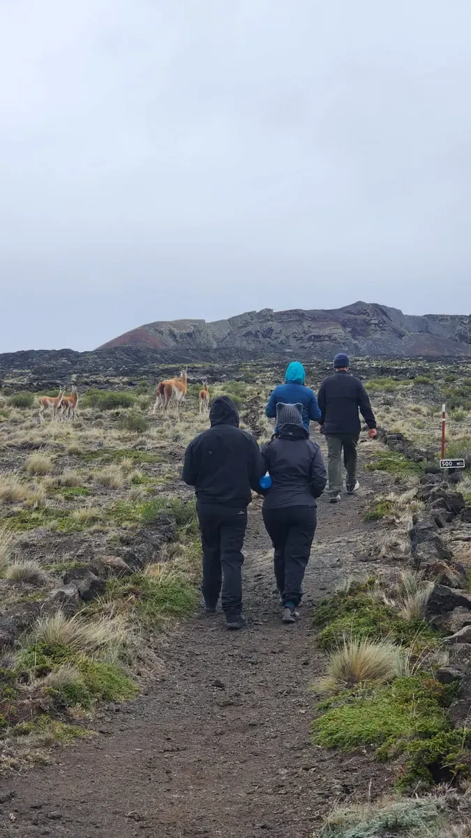 Hikers on a Pali Aike trail with guanacos on the steppe and a volcanic cone behind.