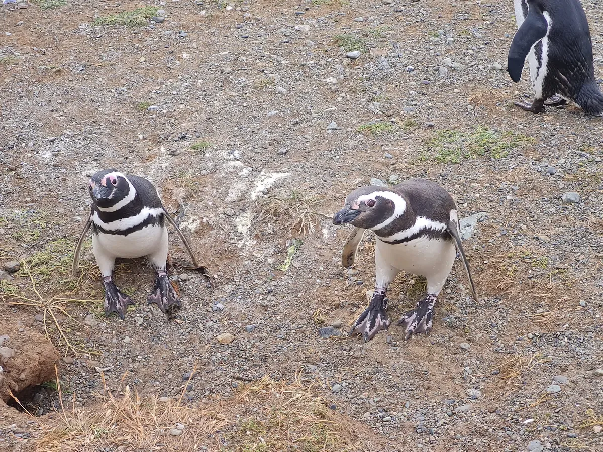 ¿Cuál es la mejor época para ver pingüinos desde Punta Arenas?