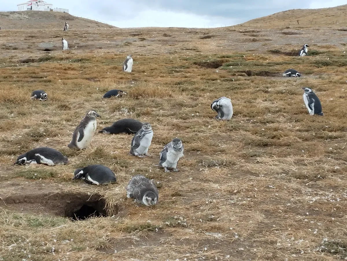 Magellanic penguin colony among grassland and burrows, with the Magdalena Island lighthouse in the background