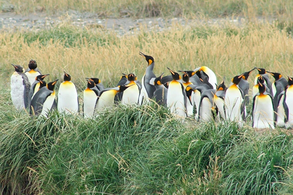 Full Day Tierra del Fuego - King Penguin Reserve