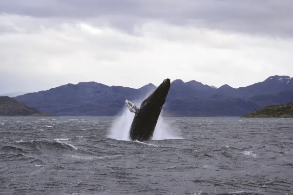 Whales & Glaciers Full Day